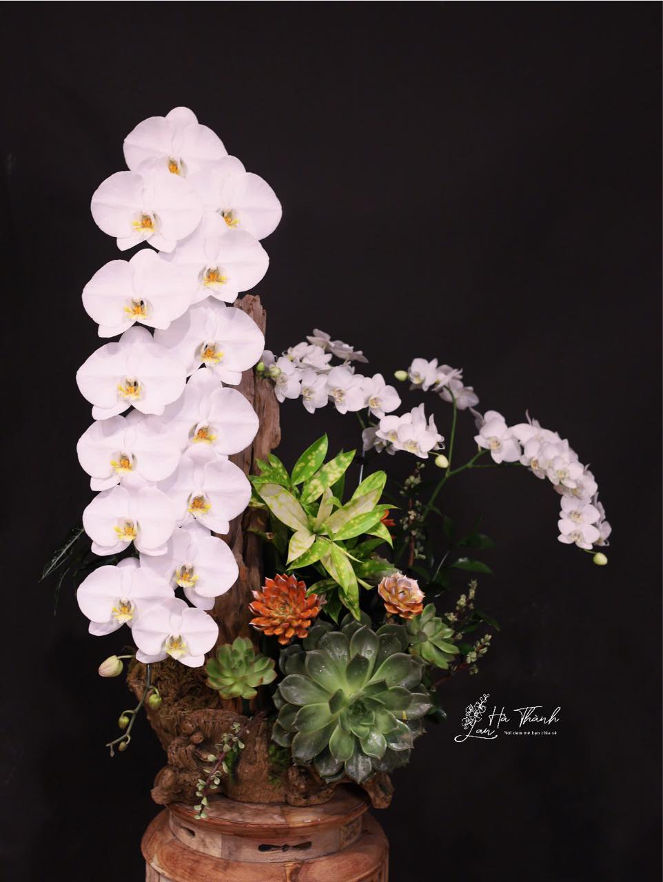 Kệ Hoa Lan – 9 Cành Đỏ Hồng